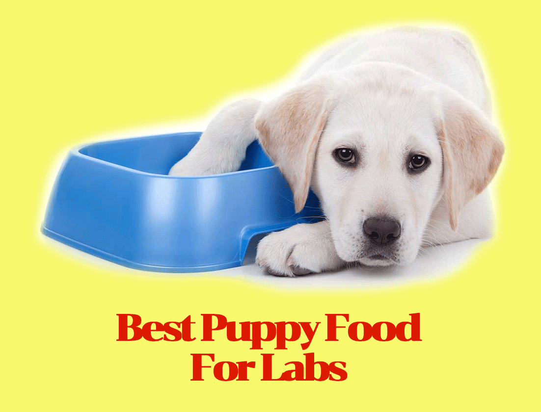 Best Puppy Food For Labs- The Right Way To Feed Your Labrador Dog
